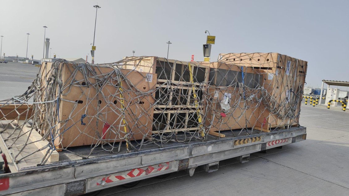 Skygate Services and Silkway West Execute Seamless Live Animal Transport Operation